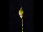 Panic appauvri (Dichanthelium depauperatum)_5