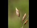 Pâturin comprimé (Poa compressa)_3