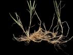 Pâturin comprimé (Poa compressa)_4