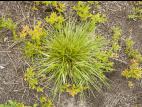 Carex fruits glabres(Carex tonsa)_1