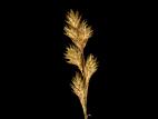Carex fourrager(Carex foenea)_2