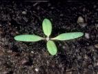 Chénopode feuilles figuier(Chenopodium ficifolium)_1