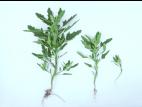 Chénopode feuilles figuier(Chenopodium ficifolium)_2