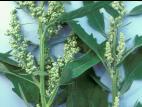 Chénopode feuilles figuier(Chenopodium ficifolium)_3