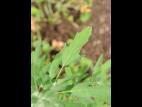 Chénopode feuilles figuier(Chenopodium ficifolium)_13