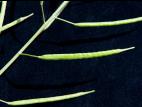 Canola(Brassica napus)_4