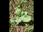 Canola(Brassica napus)_5