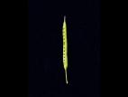 Canola(Brassica napus)_6