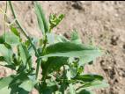 Canola(Brassica napus)_9