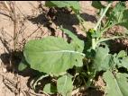 Canola(Brassica napus)_10