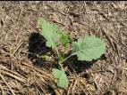 Canola(Brassica napus)_13
