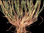Orge queue-écureuil (Hordeum jubatum)_4