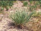 Orge queue-écureuil (Hordeum jubatum)_5