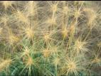 Orge queue-écureuil (Hordeum jubatum)_6