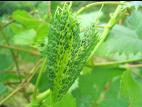 Vigne (raisin) - glyphosate (9)_10