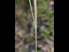 Orge queue-écureuil (Hordeum jubatum)_9