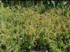 Érodium cicutaire (Erodium cicutarium)_1