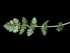 Érodium cicutaire (Erodium cicutarium)_2