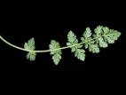 Érodium cicutaire (Erodium cicutarium)_3