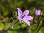 Érodium cicutaire (Erodium cicutarium)_6