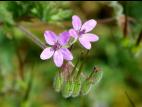 Érodium cicutaire (Erodium cicutarium)_7