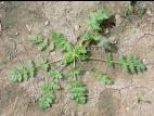 Érodium cicutaire (Erodium cicutarium)_10