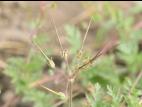 Érodium cicutaire (Erodium cicutarium)_13