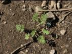 Érodium cicutaire (Erodium cicutarium)_17