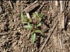 Amarante tuberculée(Amaranthus tuberculatus)_2