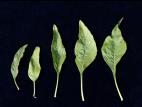 Amarante tuberculée(Amaranthus tuberculatus)_6