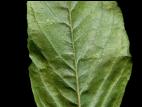 Amarante tuberculée(Amaranthus tuberculatus)_8