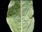 Amarante tuberculée(Amaranthus tuberculatus)_9