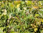 Amarante tuberculée(Amaranthus tuberculatus)_11