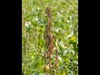 Amarante tuberculée(Amaranthus tuberculatus)_19