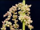 Amarante tuberculée(Amaranthus tuberculatus)_21