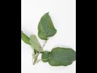 Pomme - sulfentrazone (14)_1