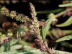 Amarante tuberculée(Amaranthus tuberculatus)_22