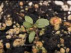Amarante tuberculée(Amaranthus tuberculatus)_37