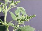Ive feuilles lampourde (Cyclachaena xanthiifolia)_2
