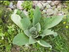 Grande molène (Verbascum thapsus)_1