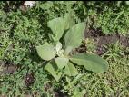 Grande molène (Verbascum thapsus)_5