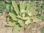 Grande molène (Verbascum thapsus)_11