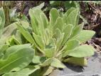Grande molène (Verbascum thapsus)_12