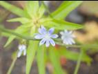Chicorée sauvage(Cichorium intybus)_6