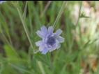 Chicorée sauvage(Cichorium intybus)_9