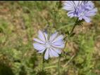 Chicorée sauvage(Cichorium intybus)_10