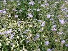 Chicorée sauvage(Cichorium intybus)_11