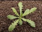 Chicorée sauvage(Cichorium intybus)_15