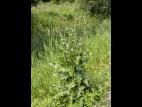 Chicorée sauvage(Cichorium intybus)_18