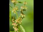 Patiente feuilles obtuses (Rumex obtusifolius)_3
